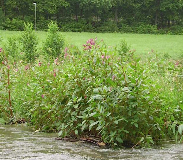 Indisches Springkraut (Foto: Stadt Hilchenbach)