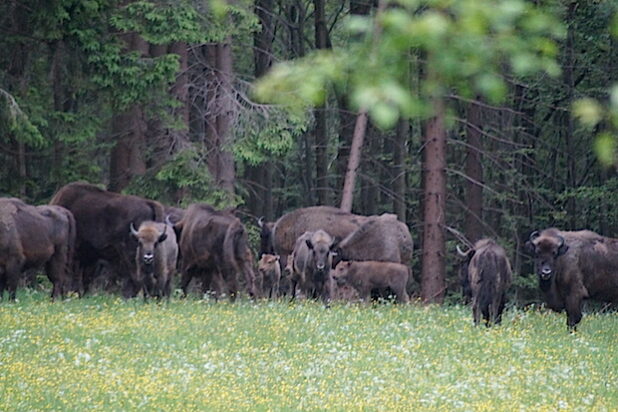 Foto: Trägerverein Wisent-Welt-Wittgenstein e.V.