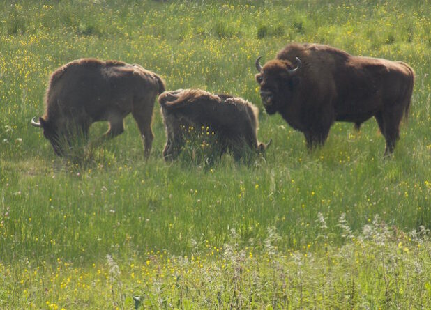 Die Wisentherde hatte anscheinend gemeint, dass die aus dem fast 60 km entfernten Burbach angereiste Wandergruppe schöne Fotos verdient hätte und so grasten die Tiere in unmittelbarer Nähe des Rundweges (Foto: Gemeinde Burbach).