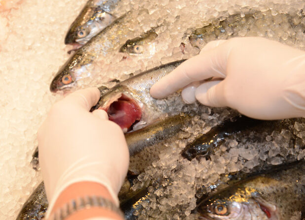 Ob ein Fisch frisch ist, kann man laut Lebensmittelkontrolleur Funke an folgenden Kriterien erkennen: „Die Augen des Fisches sollten klar sein und die Kiemen sollten einen kräftige rote Färbung haben. Zudem riecht ein frischer Fisch nicht nach Fisch. Einfache Regel also: Riecht ein Fisch nach Fisch, dann lieber Finger weg.“ (Foto: Judith Wedderwille/Kreis Soest).