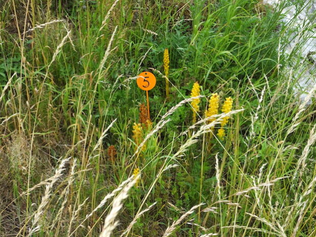 Als Magerpflanze findet die Große Sommerwurz im Roberts Bruch ideale Wachstumsbedingungen (Foto: Volker Stelzig).