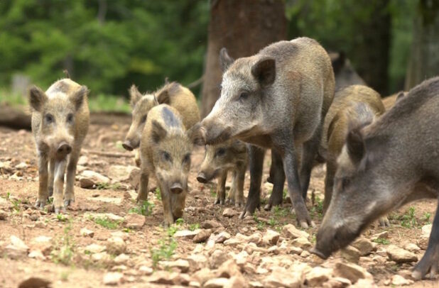 Wildschweine - Copyright 2015 Panorama Park Sauerland Wildpark