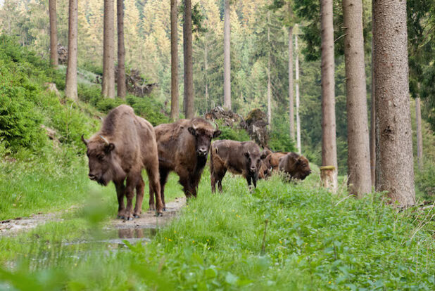 Foto: Kur und Freizeit GmbH Schmallenberger Sauerland