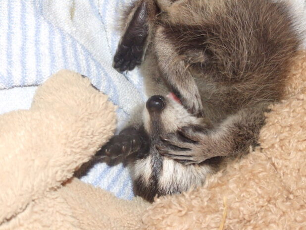 Quelle: WILDWALD VOSSWINKEL