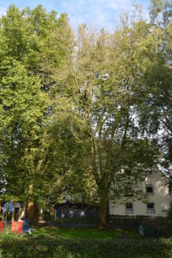 Foto: Märkischer Stadtbetrieb Iserlohn/Hemer AöR