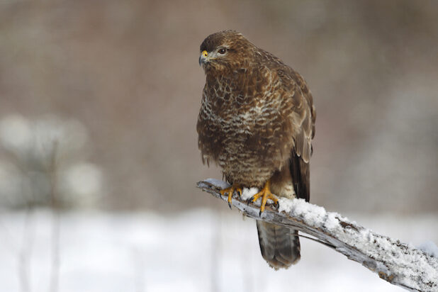 Im Winter auf der Jagd: Der Mäusebussard sitzt auf der Lauer - Foto: Friedhelm Adam, Quelle: Gemeinde Neunkirchen.
