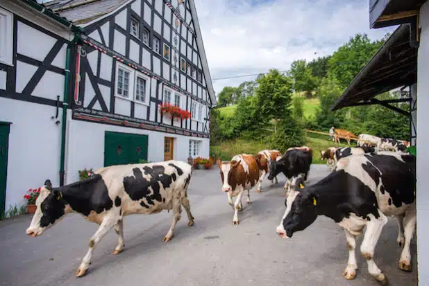 Der Ferienbauernhof Voß - Foto: Kur und Freizeit GmbH Schmallenberger Sauerland
