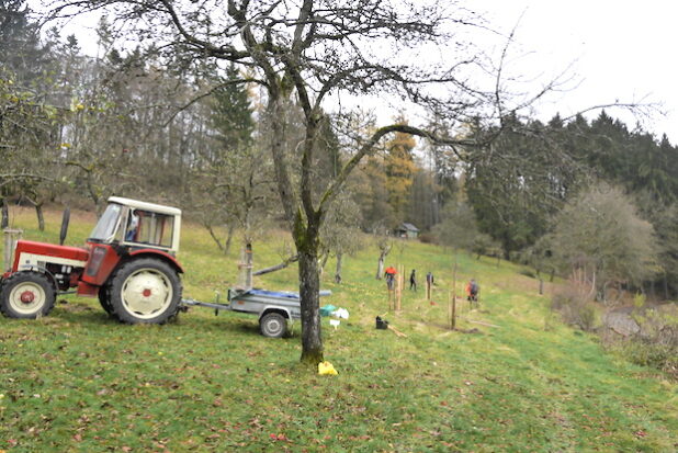 Auch im Herbst ist die Streuobstwiese in Wiederstein ein wunderschöner Ort. Die Aktiven des Heimatvereins sorgen mit Unterstützung von Waldgenossenschaft und Pomologe Theo Morgenschweis dafür, dass dies auch so bleibt (Foto: Gemeinde Neunkirchen).