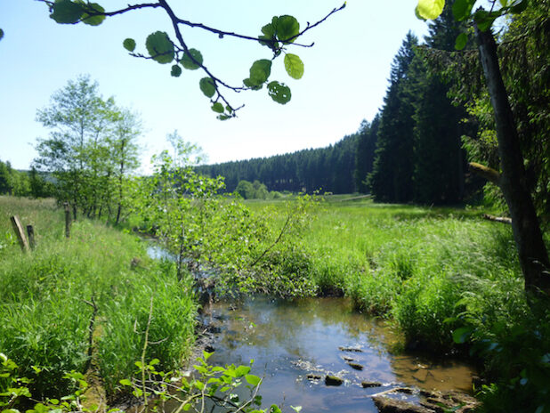 Das Life-Projekt Möhneaue hat das Möhnetal wieder zum sprichwörtlichen grünen Band im Mittelgebirge gemacht (Foto: Franz Reichenberger/FocusFoto).