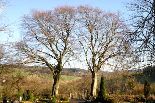 Die beiden Buchen auf dem Eversberger Friedhof stellen inzwischen eine Gefahr dar. Einer der Bäume ist hohl, Äste könnten abbrechen (Foto: Stadt Meschede).