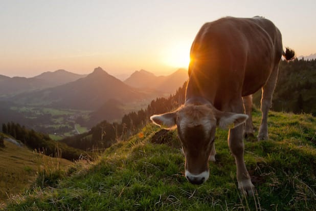 Kuh in der Morgensonne auf dem Spieser (Quelle: Stadt Kreuztal).