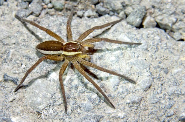 Die gerandete Jagdspinne hat ihren Lebensraum im Feuchtgebiet Lützel - Quelle: Michael Frede