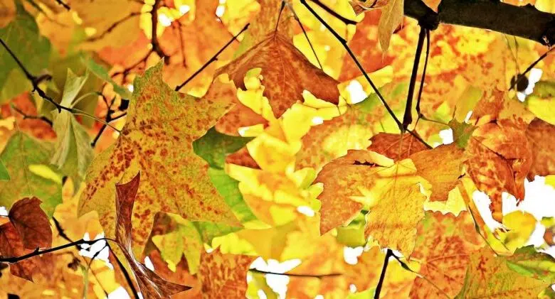 Herbstferienspiele in Iserlohn - Anmeldestart am 9. Oktober