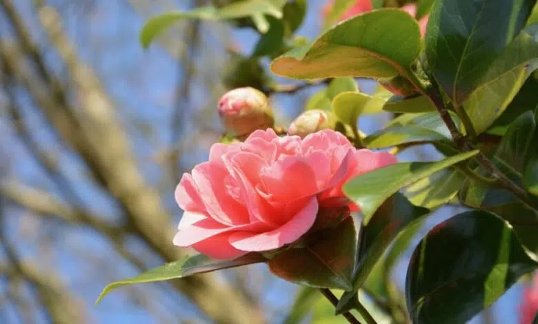 Netphen: Baum- und Strauchschnittsammlung im Frühjahr 2018