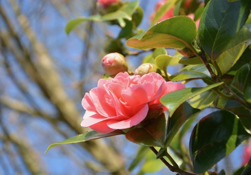 Netphen: Baum- und Strauchschnittsammlung im Frühjahr 2018