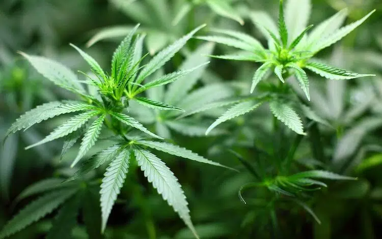 2019-10-01-Cannabis-Plantage-Kriminalpolizei