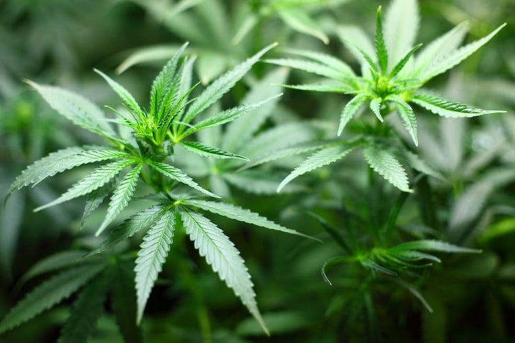 2019-10-01-Cannabis-Plantage-Kriminalpolizei