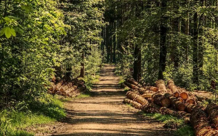 2020-02-18-Wald