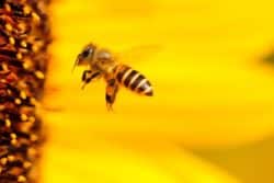 2020-05-04-Bienen-Bienenvoelker