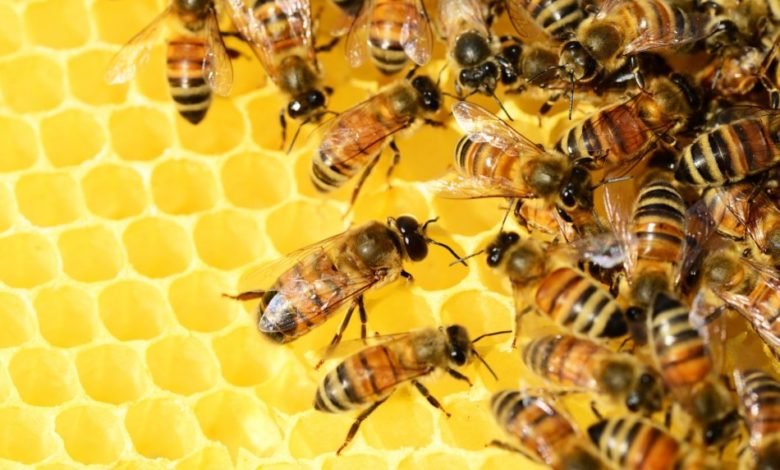 2020-05-04-Bienenvoelker