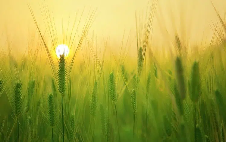 2020-05-19-Naturerlebniswoche