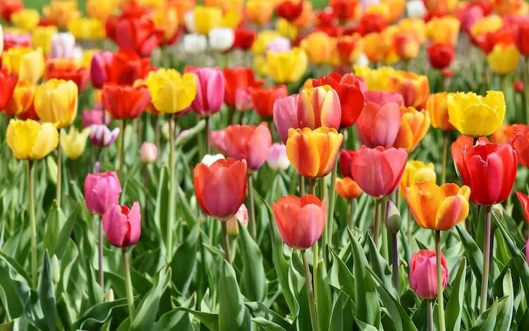 2020-05-19-Tulpen