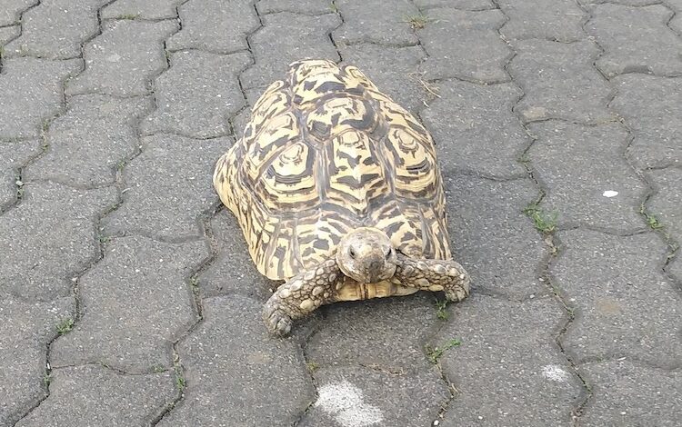 2020-06-29-Schildkroete