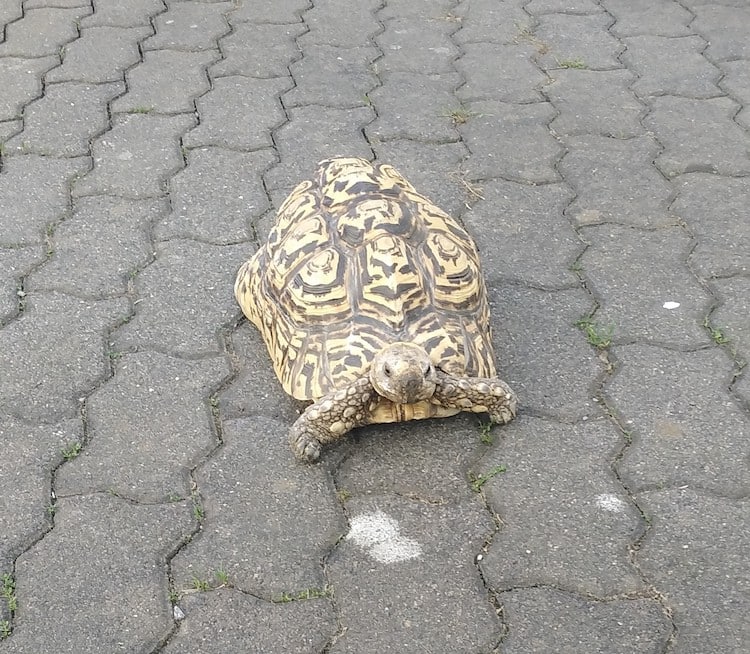 2020-06-29-Schildkroete