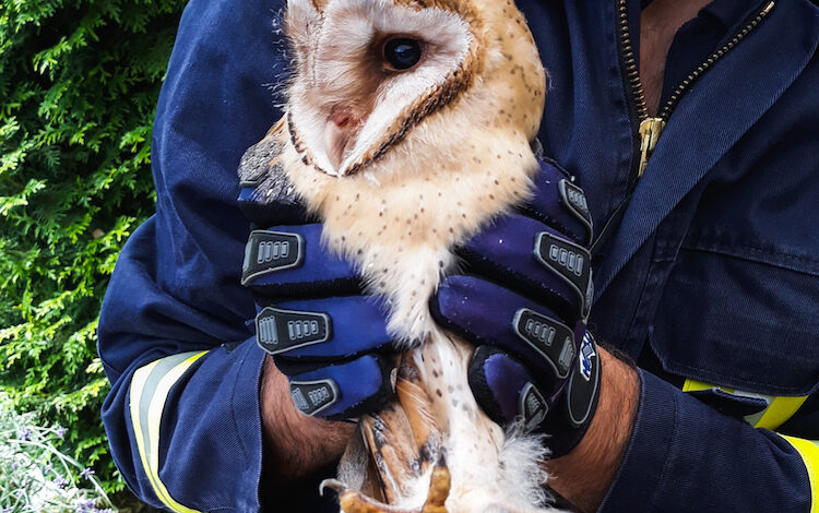 2020-07-03-Schleiereule