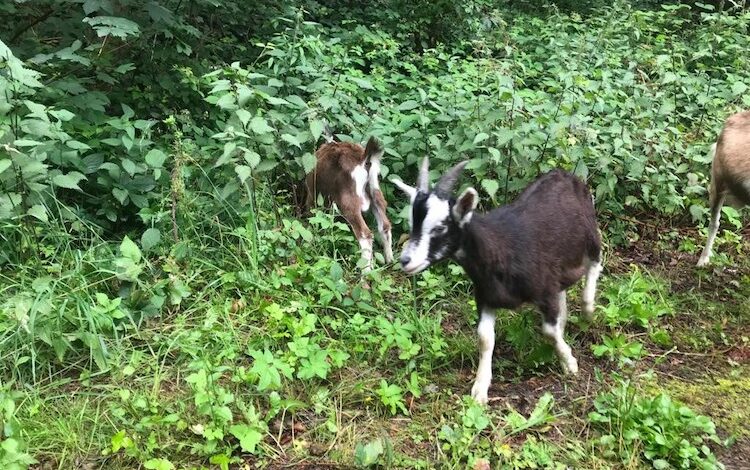 2020-07-10-Ziegen
