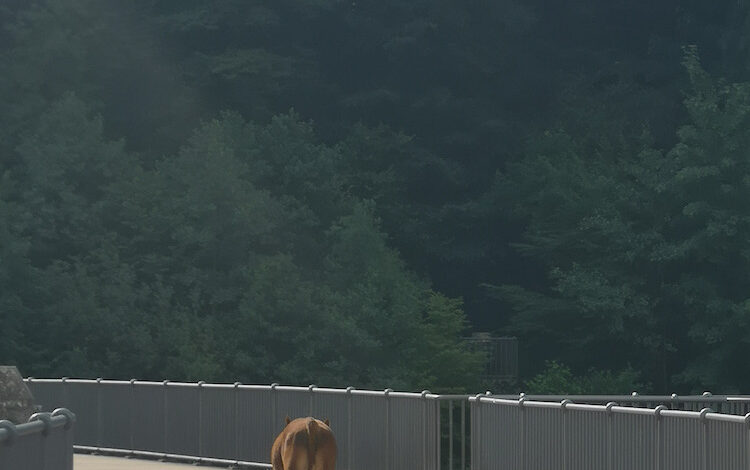 2020-07-14-Jungbulle