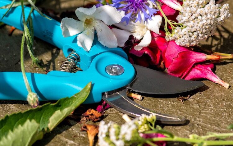 2020-07-27-Gartenschere