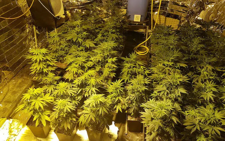 2020-07-28-Plantage