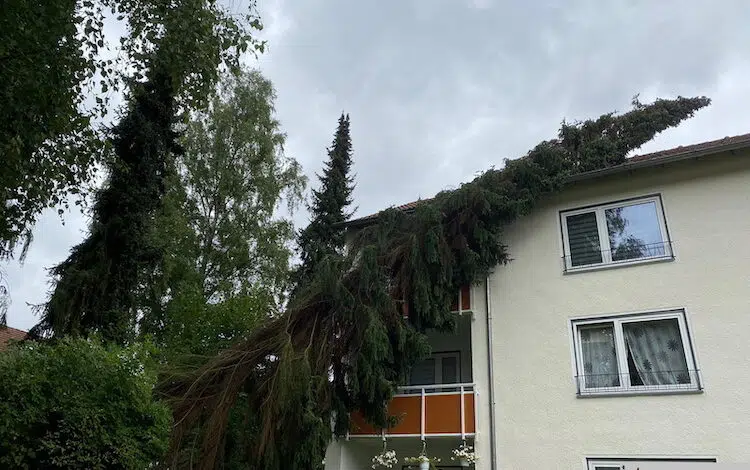 2020-08-27-Fichte