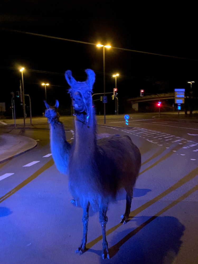 2020-09-28-Lamas