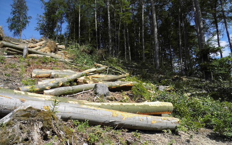 2020-10-14-Kahlschlag