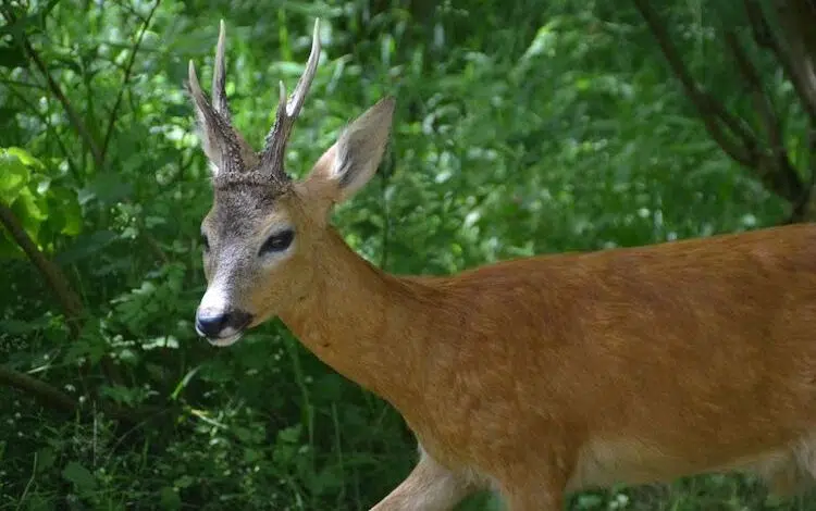 2020-10-14-Wild