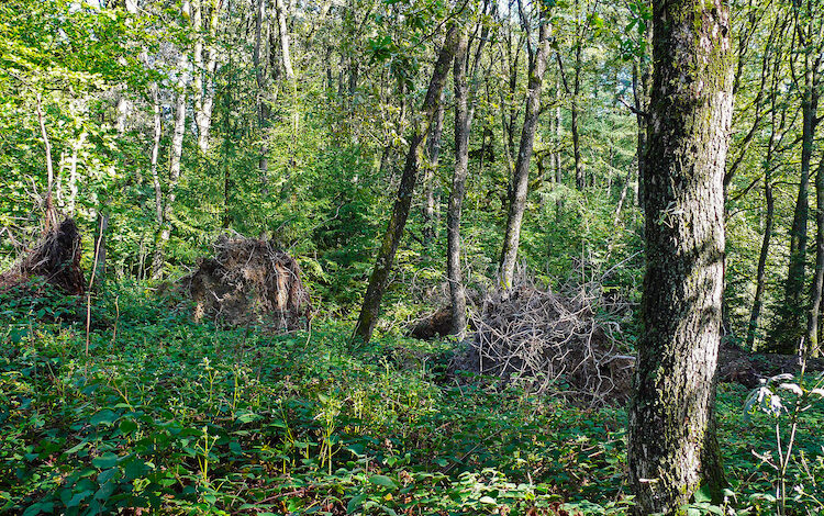 2021-01-14-Haselhuhn