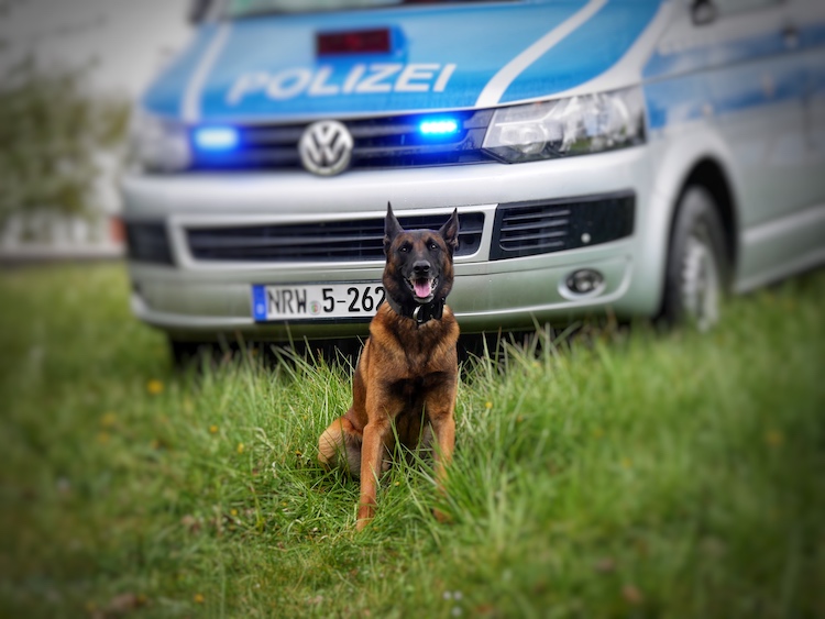 2021-08-23-Diensthund
