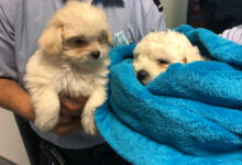 2021-08-26-Tieraerztin