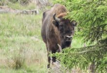 2023-02-08-Wisent