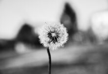 Emotionale Resilienz